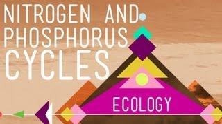 Nitrogen & Phosphorus Cycles Always Recycle Part 2 - Crash Course Ecology #9