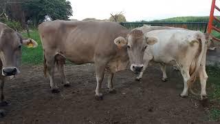 vacas lecheras cuánto gastan y cuánta leche dan