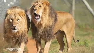 Lions Horus and Dadou safe in a sanctuary