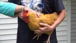 How to catch a chicken