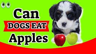 Can Dogs Eat Apples?