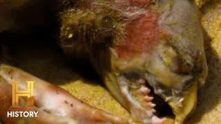 MONTAUK MONSTER Terrifies the Town  The Proof Is Out There  #Shorts