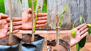 Mango Grafting Veneer grafting technique  how to graft mango tree #grafting