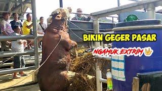 SAPI NGAMUK SUPER EDAN BIKIN GEGER PASAR ‼️