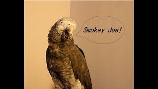 50mins of noise from Smokey the Timneh African Grey Parrot Squarks Whistles Talking Mimicry