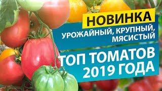 Топ томатов-2019 НОВИНКА УРОЖАЙНЫЙ КРУПНЫЙ И МЯСИСТЫЙ