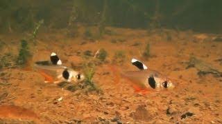 Kaffeebohnensalmler und andere kleinbleibende Salmler im natürlichen Habitat Französisch-Guayanas