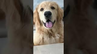 Top 5 best dogs for kids  friendly  cute   தமிழ்