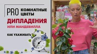 Мандевилла или Дипладения - как правильно  Цветущее комнатное растение. Давайте знакомиться.