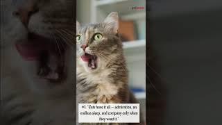 5 Inspirational Cat Wisdom Quotes You Cant Miss