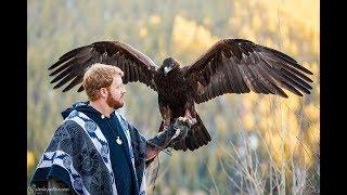 Falconry How to best prepare for training a Golden Eagle