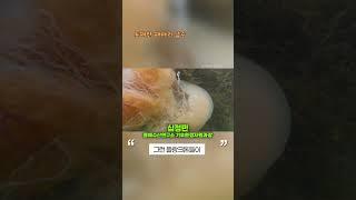 동해안 해파리 떼의 습격…바다 안전 비상