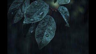 GENTLE RAIN ON NATURE rain sounds to sleep fall asleep relaxedloop