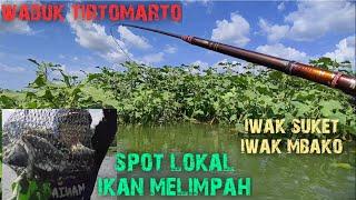 waduk delingan istana ikan‼️ikan berebut lumut diantara rumpon saat air naik #fishing #fish #mancing