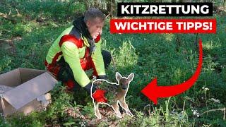 Wichtige Tipps und Tricks für erfolgreiche Kitzrettung Kitzrettung mit Drohne