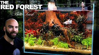 The Red Forest Betta Aquarium no filter no water change planted tank Aquascape Tutorial