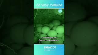 ชมนาที “เต่าตนุ” วางไข่ริมหาด #เต่าทะเล #วางไข่ #สัตว์ทะเล