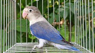 African Lovebird Mutation Single Factor Violet Euwing