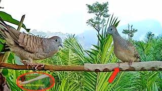 PICK UP THE TWOFF DOVES Using Super Sticky Turtledoves