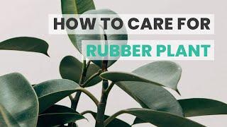 BEST TIPS  HOW TO CARE FOR RUBBER PLANT  FICUS ELASTICA CARE GUIDE