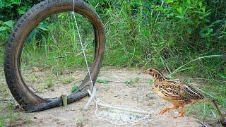 Build Simple Unique Quail Bird Trap Using Tier Bicycle & Wood - Easy Make A Quail Bird Trap