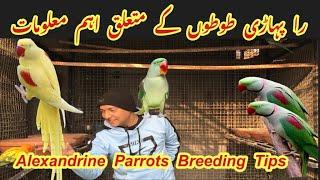 Raw Parrots complete information Alexandrine Parrots Breeding GuideBasic Informationbig bird