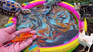 Tangkap ikan hias dikolam ikan lele ikan koi ikan warna warni kura-kura ayam bebek.part771