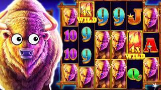 MY RECORD BREAKING WIN  NEW BUFFALO KING UNTAMED MEGAWAYS SLOT‼️