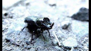 Sinodendron cylindricum - Horned Stag Beetle  Kopfhornschröter