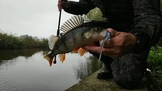 Lure Fishing For Perch On The Dorset Stour