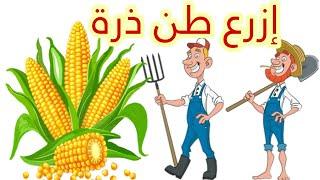 كيف تزرع طن من الذرة الحلوة فى المنزل  كيفية زراعة الذرة للمبتدئينGrowing Corn in the yard house