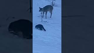 Coon & Deer