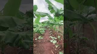 HEALTHY BANANA FARMING. #shortvideo