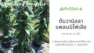 ต้นวานิลลาแพลนนิโฟเลีย กระถาง 10 นิ้ว จากกล้วยไม้สาย4 Planifolia Vanilla Orchid in 10 inch pot