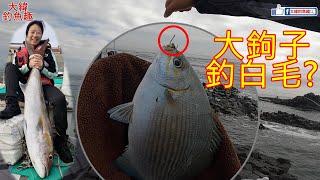 大鉤子釣白毛！？意外釣了一條外星魚，結束順便來看巨大紅魽【男人嶼】