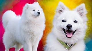 Samoyed Vs Japanese Spitz - Which Breed Is Best