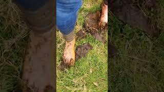 BARE FEET IN COW POO