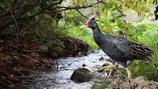 Suara Burung Ayam Ayaman - Burung Mandar -  Bird Sound