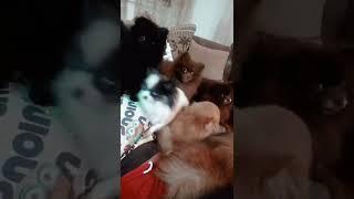 Funny and Cute Dogs Pomeranian