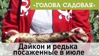 Голова садовая - Дайкон и редька посаженные в июле