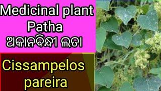 ଅକାନବିନ୍ଧୀ ଲତା ପାଠା ର ଔଷଧିୟ ଗୁଣ। Patha plant uses in odia Cissampelos pareira