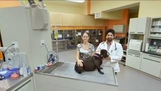 South Seattle Veterinary Hospital  Seattle WA  Veterinarians