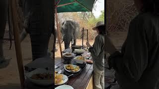 BREAKFAST with the ELEPHANTS in Mana Pools #shorts #manapools #elephant