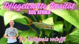 Ein GRÜNER Zwergsalmler aus Afrika  Statement zu YouTube  & Werbung   Ladigesia roloffi  Tür 14
