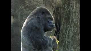 Ivan the gorilla