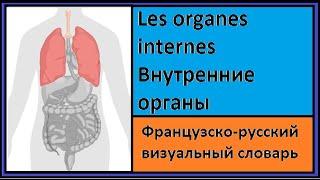 Les organes internes - Внутренние органы - Французско-русский визуальный словарь