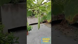 लौकी के पौधे में इतनी लौकी आएगी इस बार सोचा न था  Terrace gardening