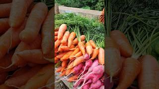 natural & organic fresh vegetables #shorts#youtubeshorts#youtube#vegetables#organic#farmfresh#farm