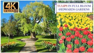 Tulips @Edwards Gardens - Part 2 - 4k