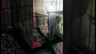 kucing kawin perkenalan dulu #shorts #videoshorts